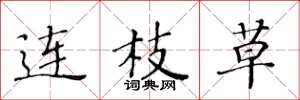 黄华生连枝草楷书怎么写