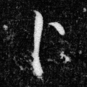 张即之王友度墓志中卜的写法